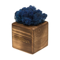 Набор с живым мхом MossBox Fire Blue Cube