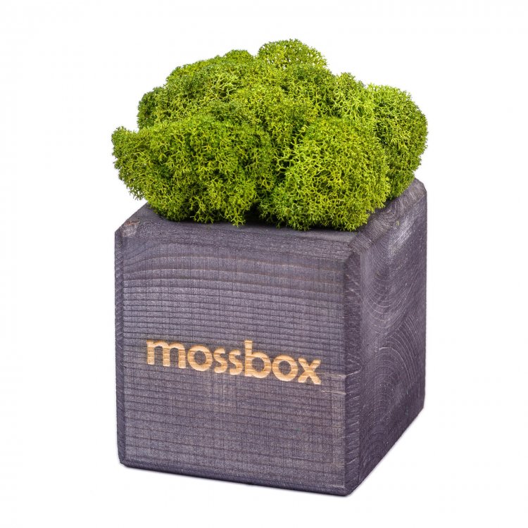 Набор с живым мхом MossBox black green cube